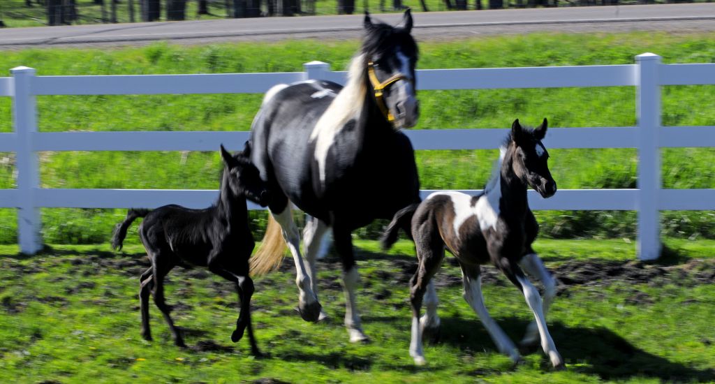 Twin Foal